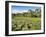 A large group of Victoria water lily (Victoria amazonica), on Rio El Dorado, Nauta, Peru-Michael Nolan-Framed Photographic Print