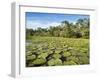 A large group of Victoria water lily (Victoria amazonica), on Rio El Dorado, Nauta, Peru-Michael Nolan-Framed Photographic Print