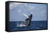 A Large Humpback Whale Breaches Out of the Atlantic Ocean-Stocktrek Images-Framed Stretched Canvas