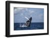 A Large Humpback Whale Breaches Out of the Atlantic Ocean-Stocktrek Images-Framed Photographic Print