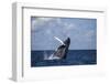 A Large Humpback Whale Breaches Out of the Atlantic Ocean-Stocktrek Images-Framed Photographic Print