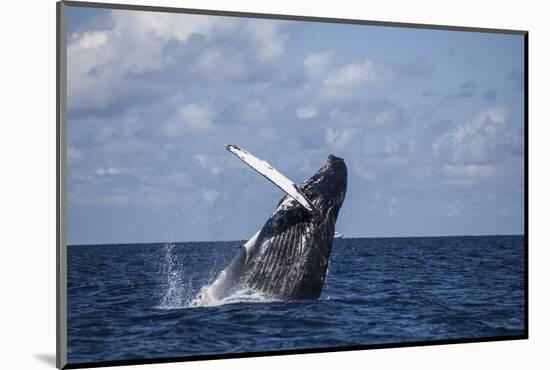 A Large Humpback Whale Breaches Out of the Atlantic Ocean-Stocktrek Images-Mounted Photographic Print