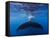 A large humpback whale fluke near the surface-James White-Framed Stretched Canvas