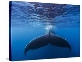 A large humpback whale fluke near the surface-James White-Stretched Canvas