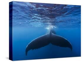 A large humpback whale fluke near the surface-James White-Stretched Canvas