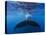 A large humpback whale fluke near the surface-James White-Stretched Canvas