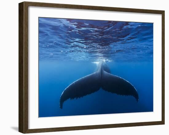 A large humpback whale fluke near the surface-James White-Framed Photographic Print