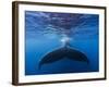 A large humpback whale fluke near the surface-James White-Framed Photographic Print