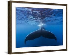 A large humpback whale fluke near the surface-James White-Framed Photographic Print