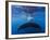 A large humpback whale fluke near the surface-James White-Framed Photographic Print