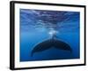 A large humpback whale fluke near the surface-James White-Framed Photographic Print