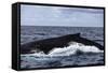 A Large Humpback Whale Swims at the Surface of the Atlantic Ocean-Stocktrek Images-Framed Stretched Canvas