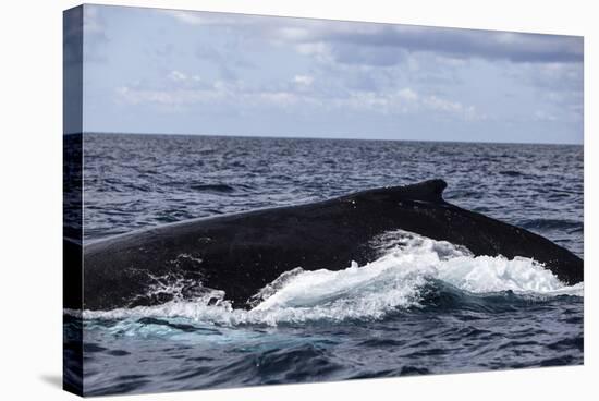 A Large Humpback Whale Swims at the Surface of the Atlantic Ocean-Stocktrek Images-Stretched Canvas