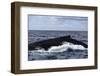 A Large Humpback Whale Swims at the Surface of the Atlantic Ocean-Stocktrek Images-Framed Photographic Print