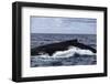 A Large Humpback Whale Swims at the Surface of the Atlantic Ocean-Stocktrek Images-Framed Photographic Print