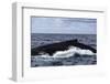 A Large Humpback Whale Swims at the Surface of the Atlantic Ocean-Stocktrek Images-Framed Photographic Print