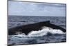 A Large Humpback Whale Swims at the Surface of the Atlantic Ocean-Stocktrek Images-Mounted Photographic Print