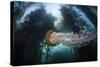 A Large Lion's Mane Jellyfish Swims in a Kelp Forest-Stocktrek Images-Stretched Canvas