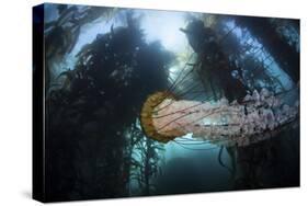 A Large Lion's Mane Jellyfish Swims in a Kelp Forest-Stocktrek Images-Stretched Canvas