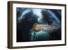 A Large Lion's Mane Jellyfish Swims in a Kelp Forest-Stocktrek Images-Framed Photographic Print