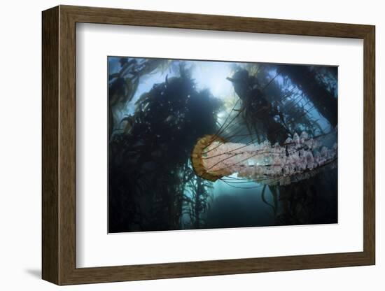 A Large Lion's Mane Jellyfish Swims in a Kelp Forest-Stocktrek Images-Framed Photographic Print