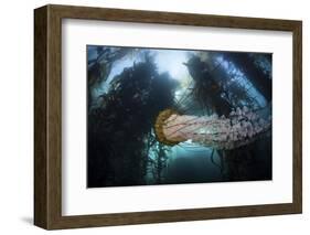 A Large Lion's Mane Jellyfish Swims in a Kelp Forest-Stocktrek Images-Framed Photographic Print