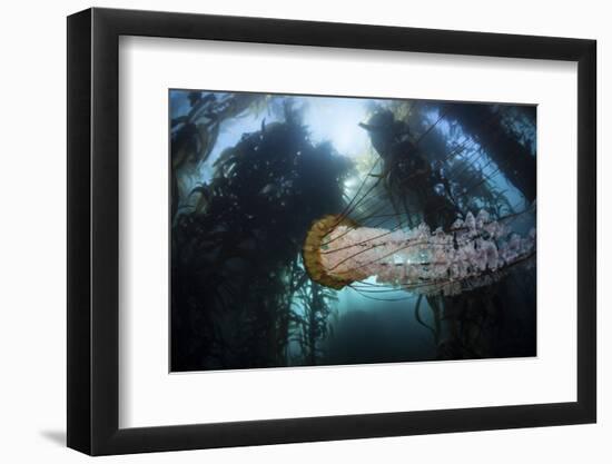 A Large Lion's Mane Jellyfish Swims in a Kelp Forest-Stocktrek Images-Framed Photographic Print