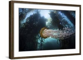 A Large Lion's Mane Jellyfish Swims in a Kelp Forest-Stocktrek Images-Framed Photographic Print