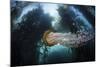 A Large Lion's Mane Jellyfish Swims in a Kelp Forest-Stocktrek Images-Mounted Photographic Print