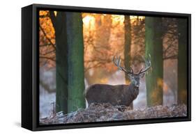 A Large Majestic Red Deer Stag in the Orange Early Morning Glow in Richmond Park-Alex Saberi-Framed Stretched Canvas