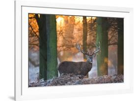 A Large Majestic Red Deer Stag in the Orange Early Morning Glow in Richmond Park-Alex Saberi-Framed Photographic Print