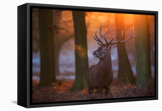 A Large Majestic Red Deer Stag in the Orange Early Morning Glow in Richmond Park-Alex Saberi-Framed Stretched Canvas