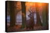 A Large Majestic Red Deer Stag in the Orange Early Morning Glow in Richmond Park-Alex Saberi-Stretched Canvas