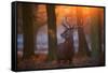 A Large Majestic Red Deer Stag in the Orange Early Morning Glow in Richmond Park-Alex Saberi-Framed Stretched Canvas