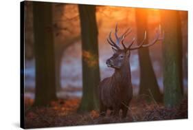 A Large Majestic Red Deer Stag in the Orange Early Morning Glow in Richmond Park-Alex Saberi-Stretched Canvas