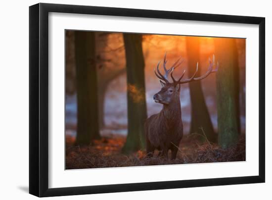 A Large Majestic Red Deer Stag in the Orange Early Morning Glow in Richmond Park-Alex Saberi-Framed Premium Photographic Print