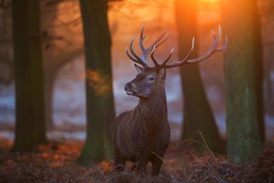 https://imgc.allpostersimages.com/img/posters/a-large-majestic-red-deer-stag-in-the-orange-early-morning-glow-in-richmond-park_u-L-POLEC20.jpg?artPerspective=n