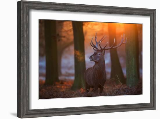 A Large Majestic Red Deer Stag in the Orange Early Morning Glow in Richmond Park-Alex Saberi-Framed Photographic Print