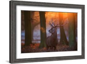 A Large Majestic Red Deer Stag in the Orange Early Morning Glow in Richmond Park-Alex Saberi-Framed Photographic Print