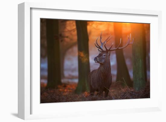A Large Majestic Red Deer Stag in the Orange Early Morning Glow in Richmond Park-Alex Saberi-Framed Photographic Print