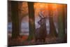A Large Majestic Red Deer Stag in the Orange Early Morning Glow in Richmond Park-Alex Saberi-Mounted Photographic Print