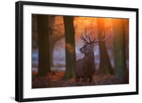 A Large Majestic Red Deer Stag in the Orange Early Morning Glow in Richmond Park-Alex Saberi-Framed Photographic Print