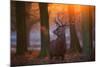 A Large Majestic Red Deer Stag in the Orange Early Morning Glow in Richmond Park-Alex Saberi-Mounted Photographic Print