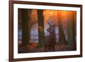 A Large Majestic Red Deer Stag in the Orange Early Morning Glow in Richmond Park-Alex Saberi-Framed Photographic Print