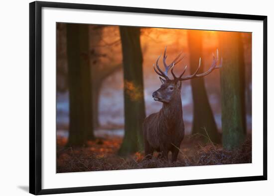 A Large Majestic Red Deer Stag in the Orange Early Morning Glow in Richmond Park-Alex Saberi-Framed Photographic Print