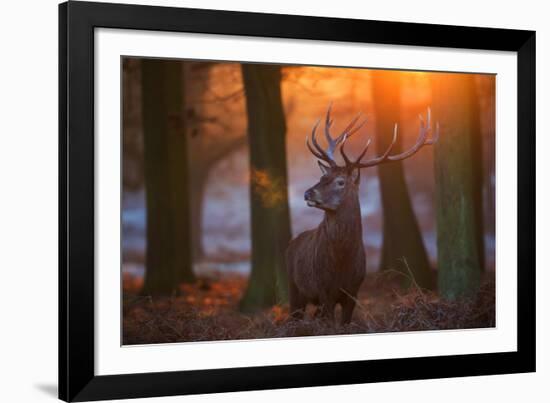 A Large Majestic Red Deer Stag in the Orange Early Morning Glow in Richmond Park-Alex Saberi-Framed Photographic Print