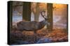 A Large Majestic Red Deer Stag in the Orange Early Morning Glow in Richmond Park-Alex Saberi-Stretched Canvas