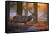 A Large Majestic Red Deer Stag in the Orange Early Morning Glow in Richmond Park-Alex Saberi-Framed Stretched Canvas