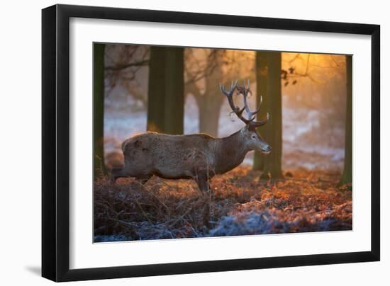 A Large Majestic Red Deer Stag in the Orange Early Morning Glow in Richmond Park-Alex Saberi-Framed Photographic Print