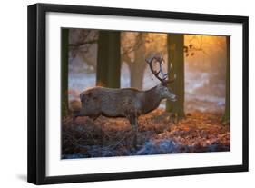 A Large Majestic Red Deer Stag in the Orange Early Morning Glow in Richmond Park-Alex Saberi-Framed Photographic Print